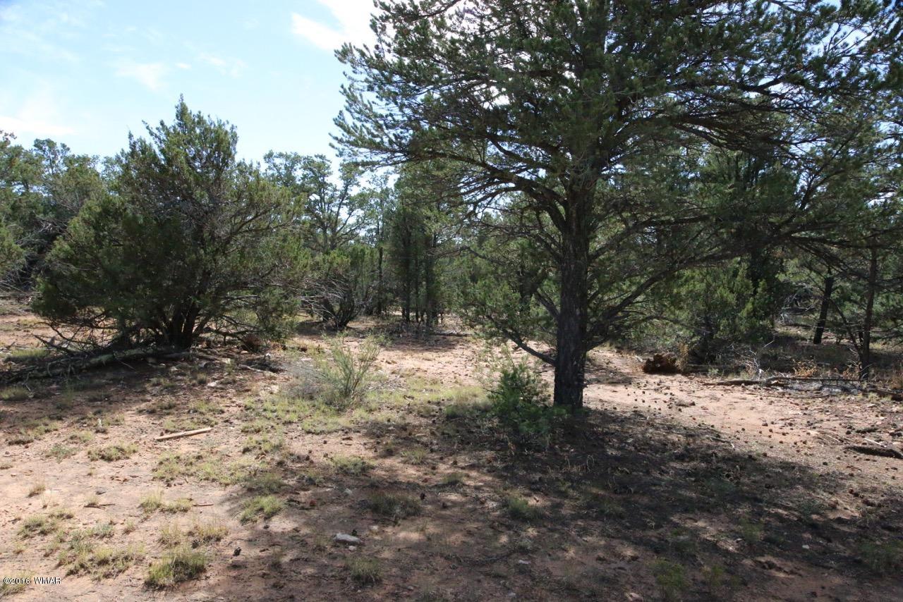 3187 Trailblazer Drive Overgaard, AZ 85933 - Photo 3 of 21