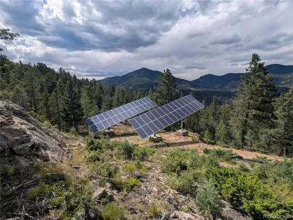 a view of a yard with plants and large trees