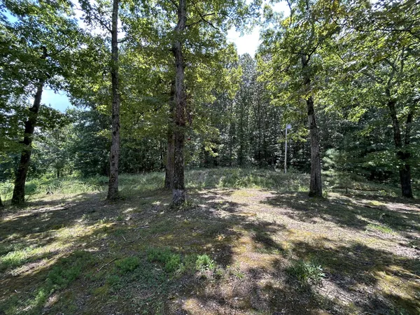 a view of a forest with trees in the background
