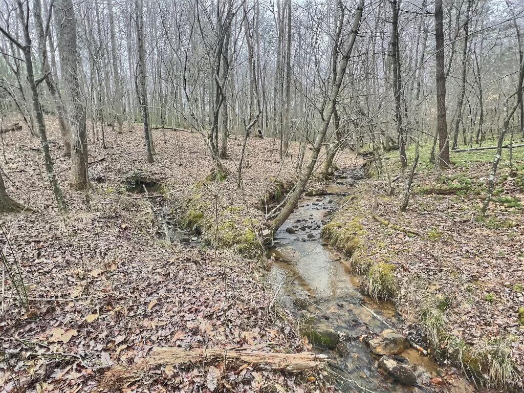 Creek in woods