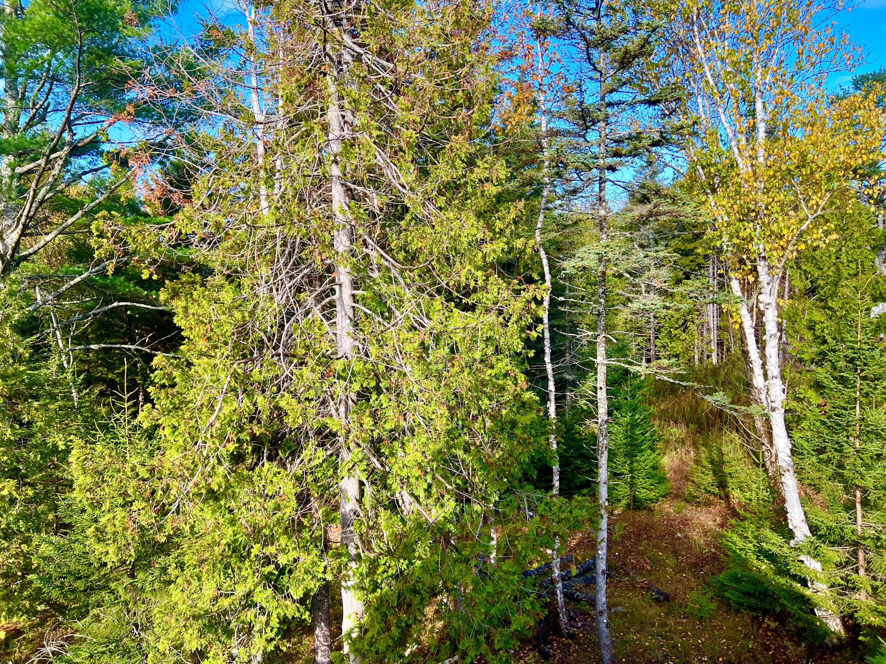 28 Mount Gilboa Way Tremont, ME 04653 - Photo 39 of 45 Land