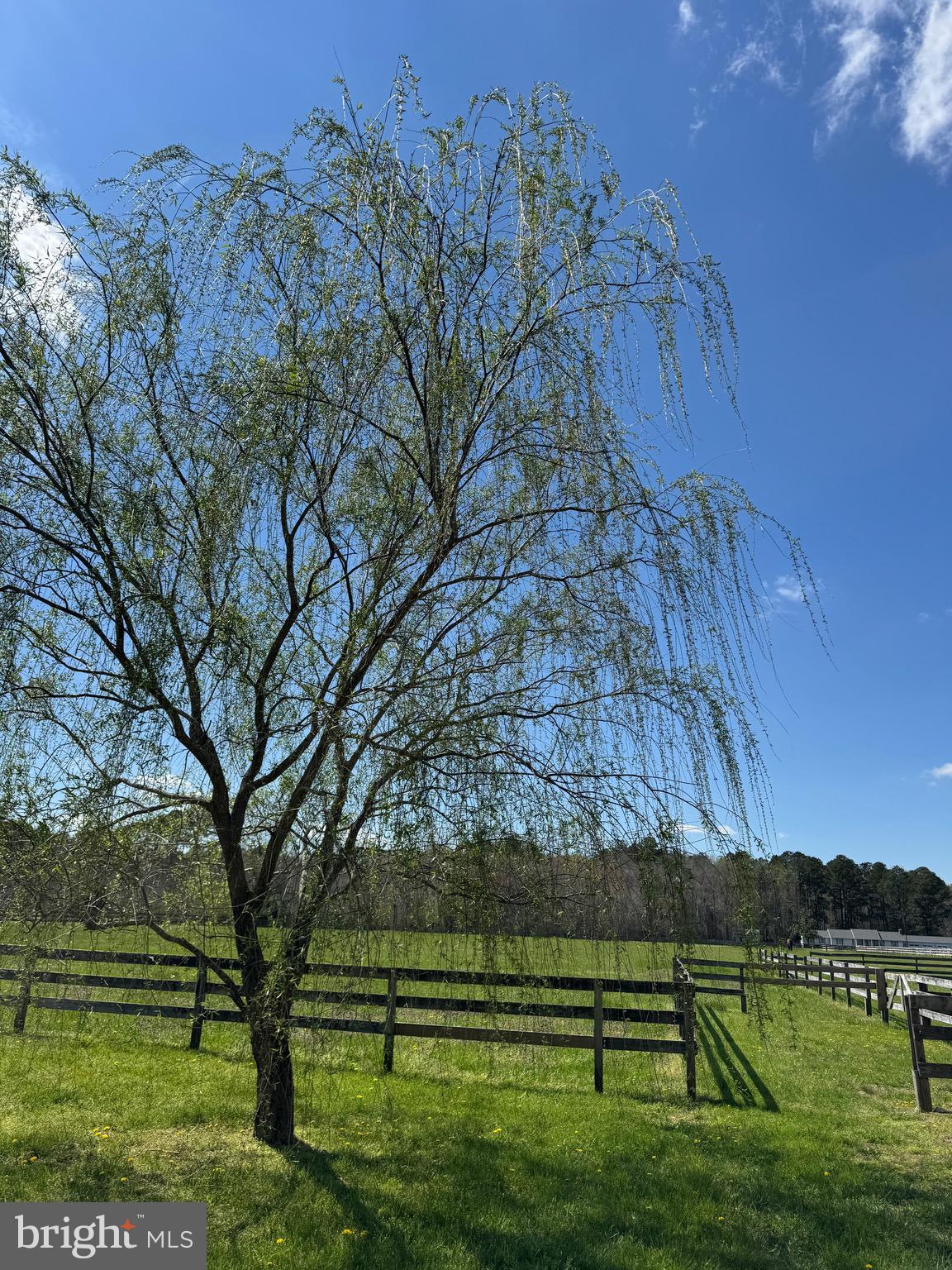 12740 Jarvis Road Bishopville, MD 21813 - Photo 4 of 5 Weeping Willow