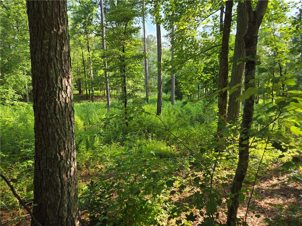 a view of forest