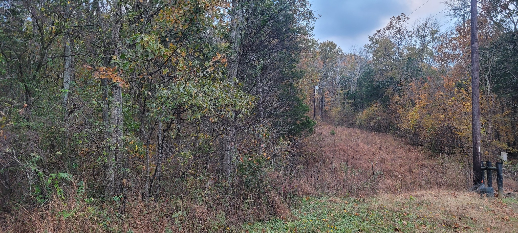 1 Flat Creek Road Spring Hill, TN 37174 - Photo 9 of 11 a view of a forest with trees in the background