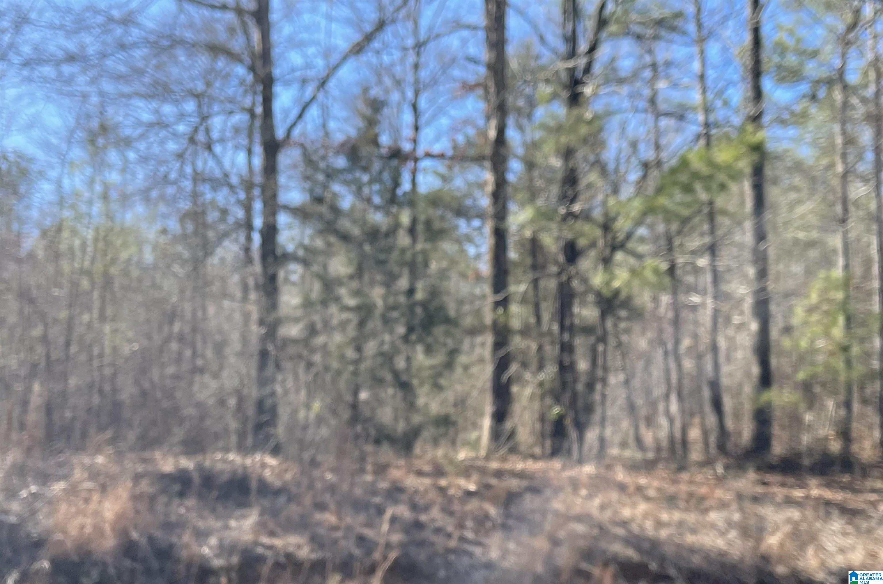 0 Wolf Pond Road, Unit 13 ACRES Talladega, AL 35160 - Photo 4 of 5