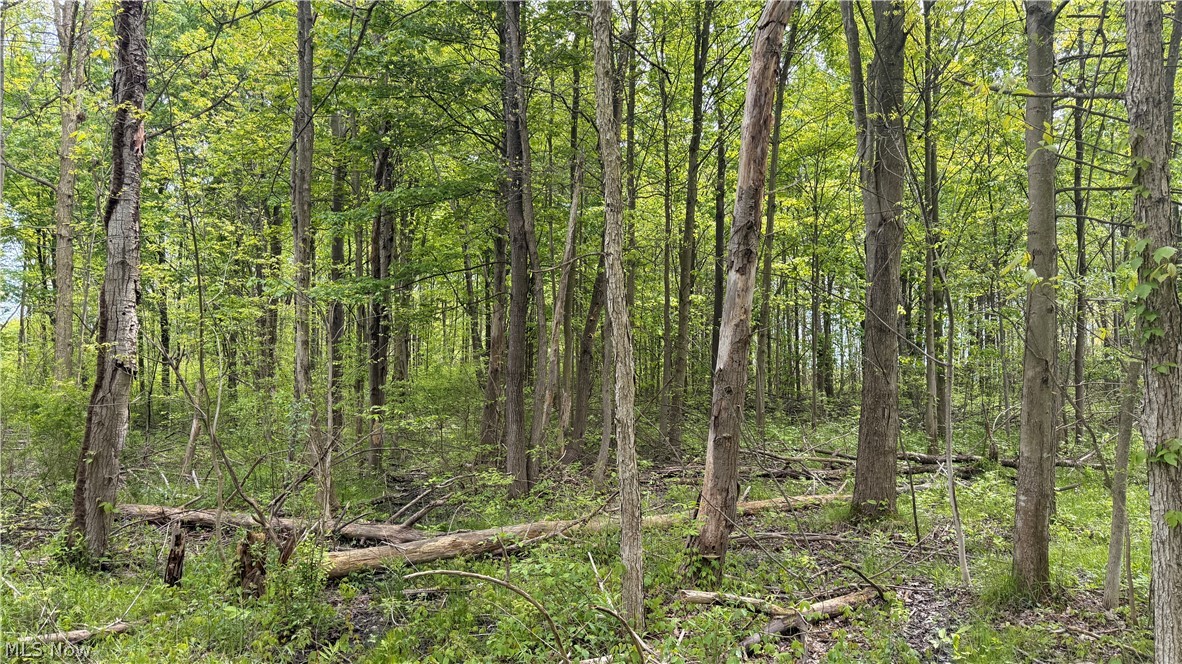 Youngstown Kingsville Road Vienna, OH 44473 - Photo 2 of 21 Mature wooded landscape featuring established trees and varied undergrowth