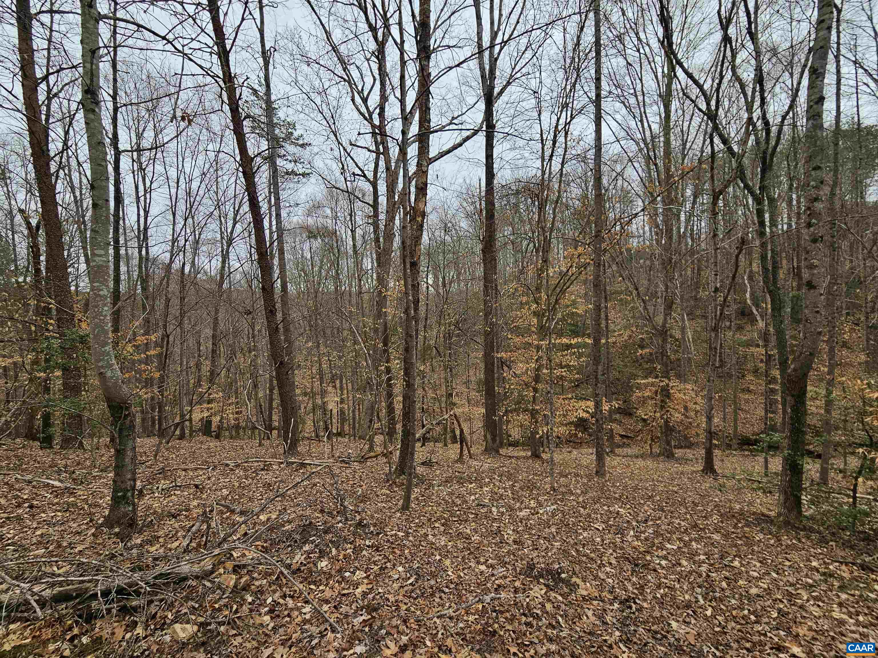1859 Manteo Road Buckingham, VA 23921 - Photo 45 of 46 a view of outdoor space with lots of trees