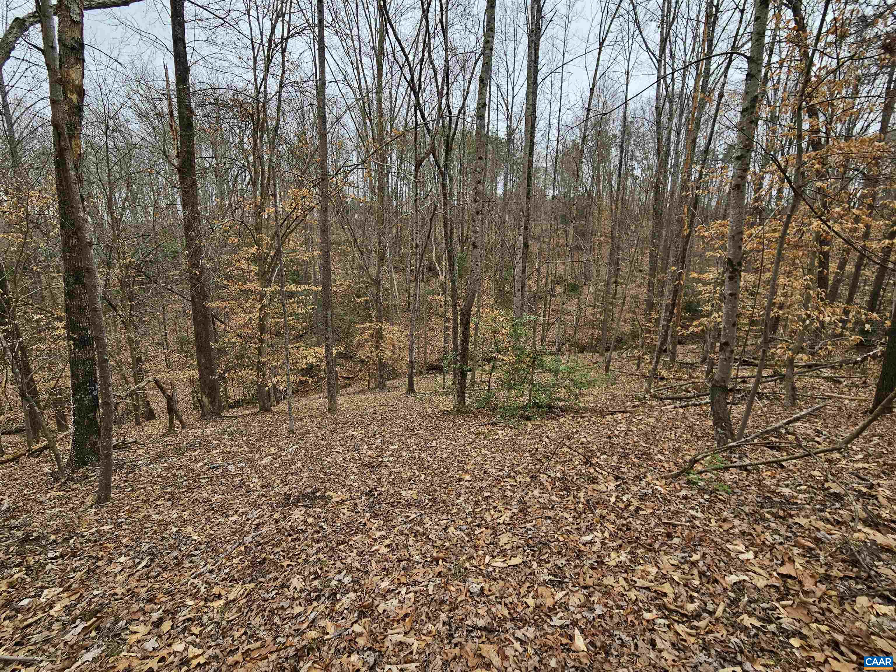 1859 Manteo Road Buckingham, VA 23921 - Photo 46 of 46 a view of a yard with trees