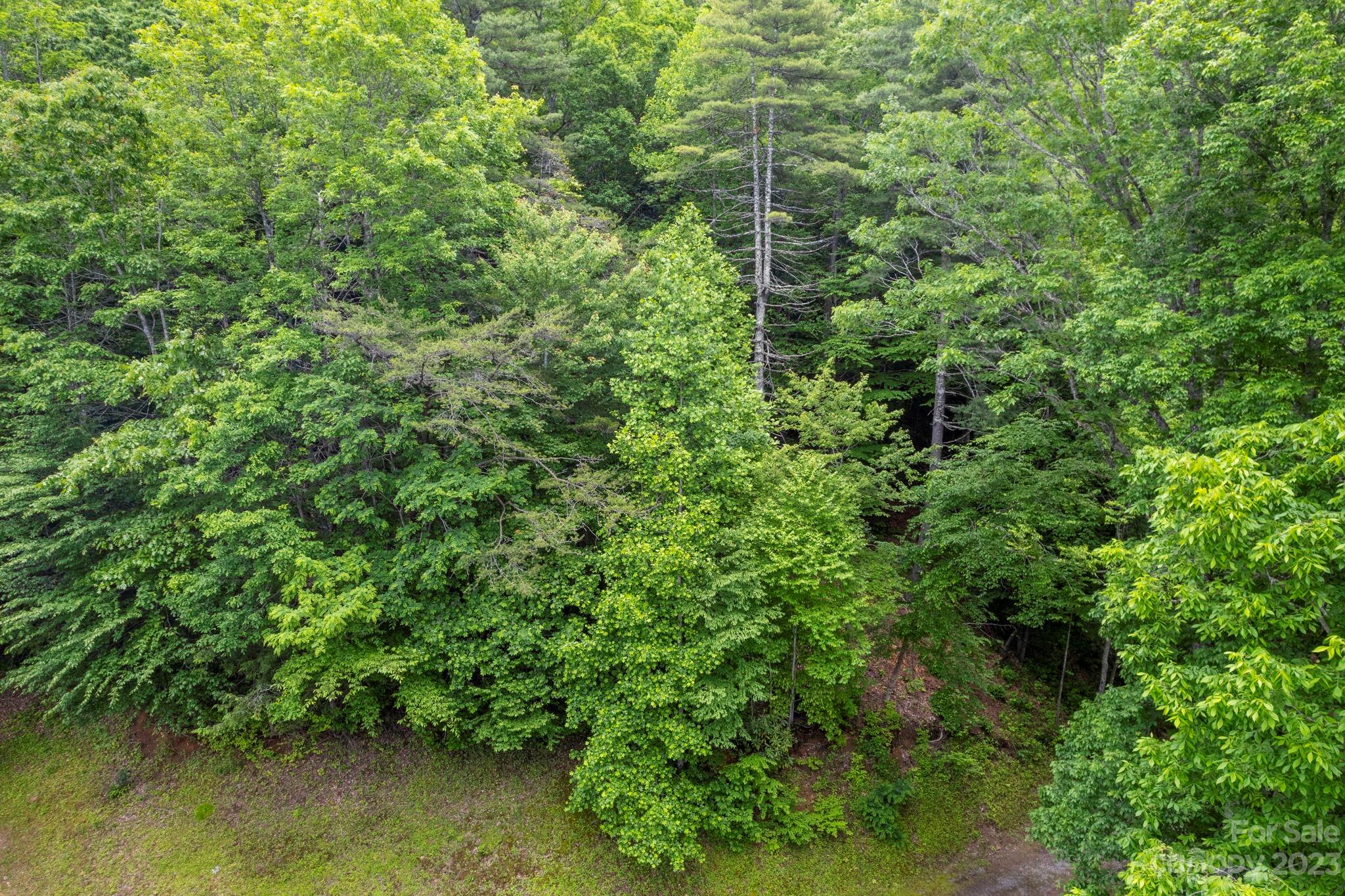Tbd Vess Owens Road, Unit LOT 4B Tuckasegee, NC 28783 - Photo 18 of 18 a view of a forest