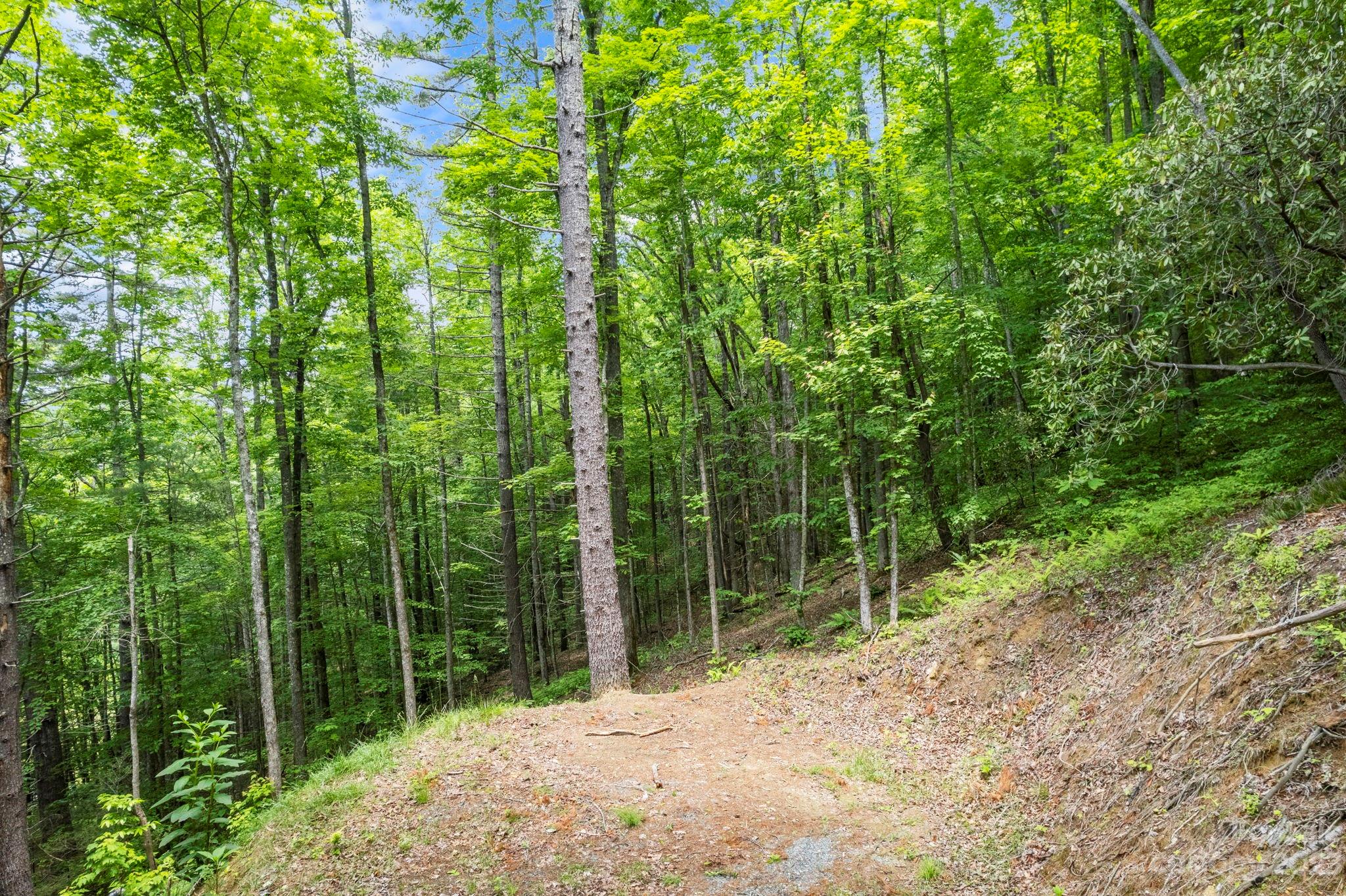 Tbd Vess Owens Road, Unit LOT 4B Tuckasegee, NC 28783 - Photo 8 of 18 a view of forest