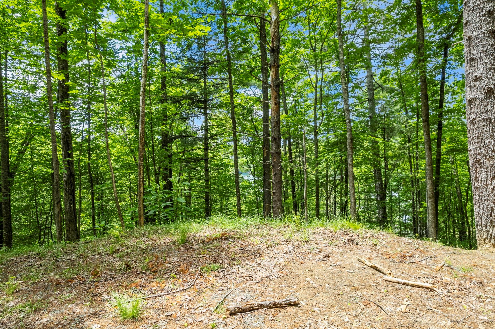 Tbd Vess Owens Road, Unit LOT 4B Tuckasegee, NC 28783 - Photo 10 of 18 a big yard with lots of trees