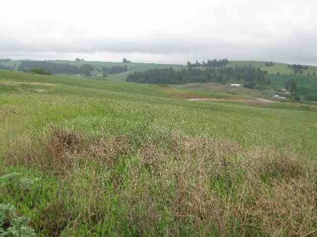0 East Gibbs Road, Unit PARCEL D Spokane, WA 99223 - Photo 8 of 8