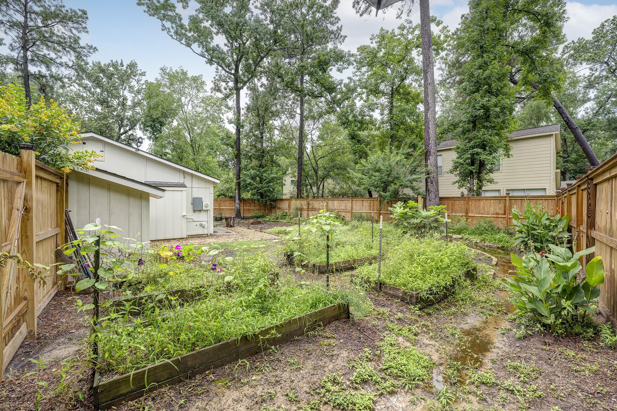 1911 North Red Cedar Circle Spring, TX 77380 - Photo 12 of 14 a view of backyard with potted plants and a large tree