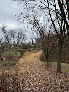a view of a yard with a tree