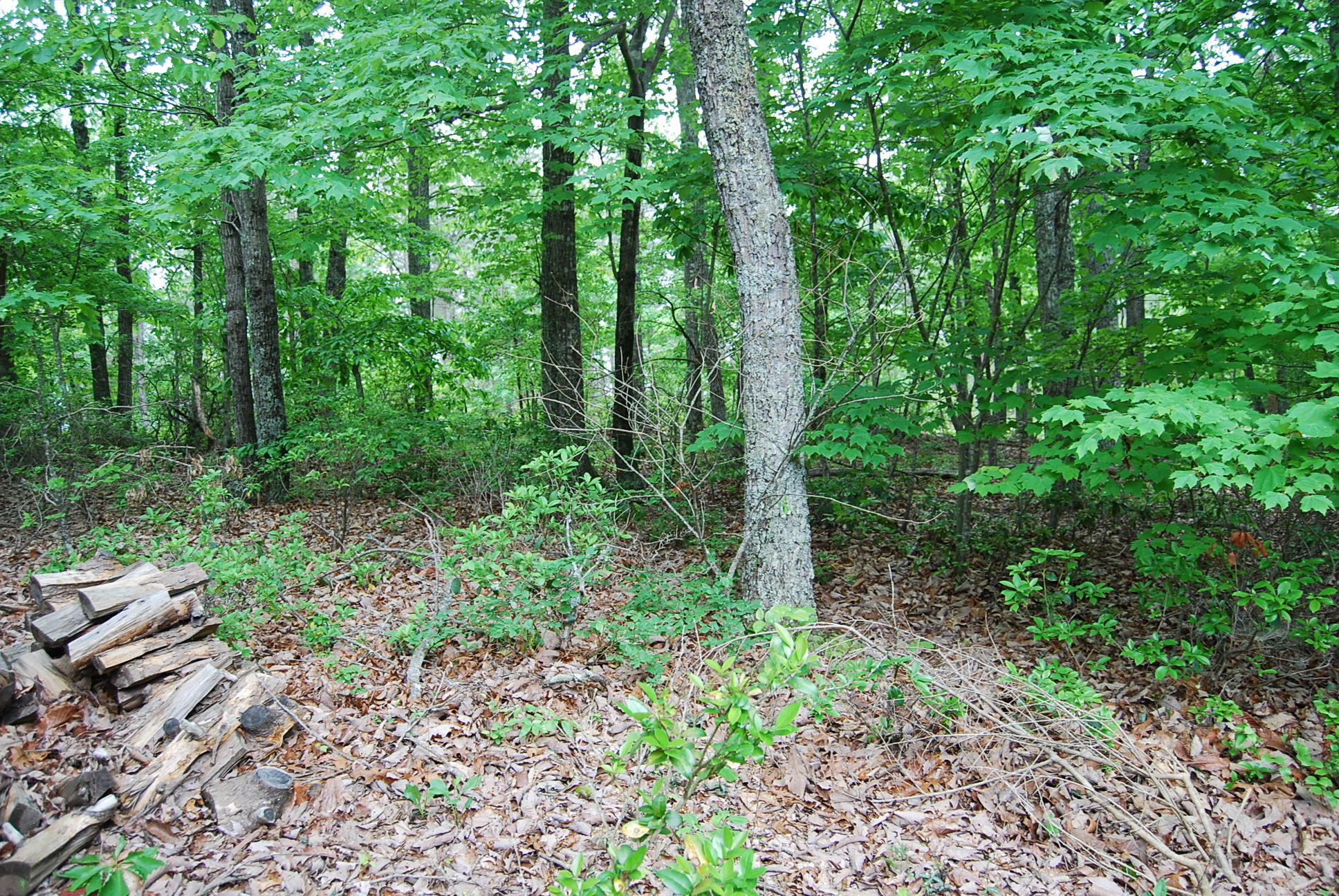 1024 Winter Ridge Trail Lynch Station, VA 24571 - Photo 19 of 46 DSC_0103