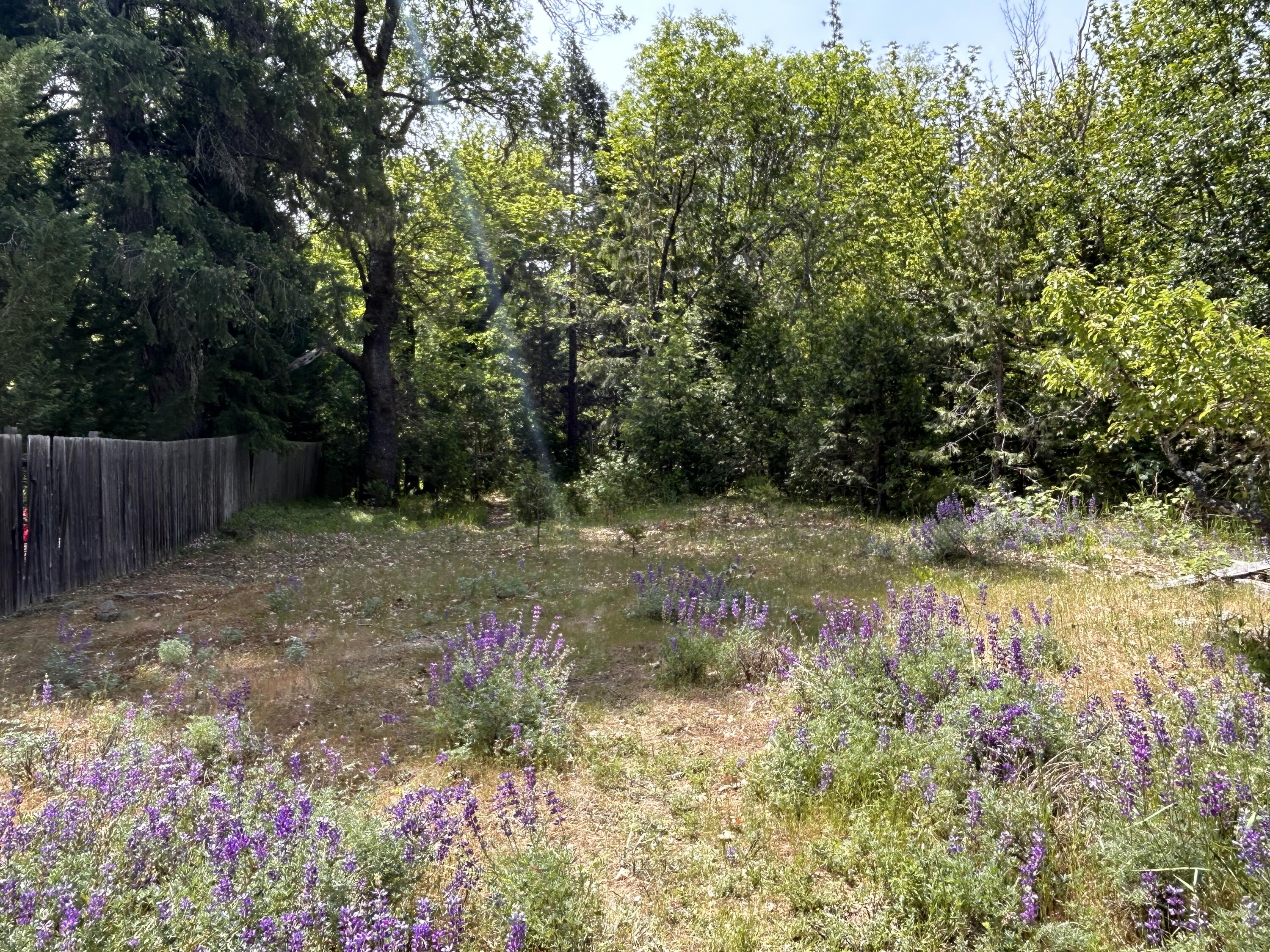 1773 Cedar Flat Road Williams, OR 97544 - Photo 3 of 13 a backyard of a house with lots of green space and trees all around