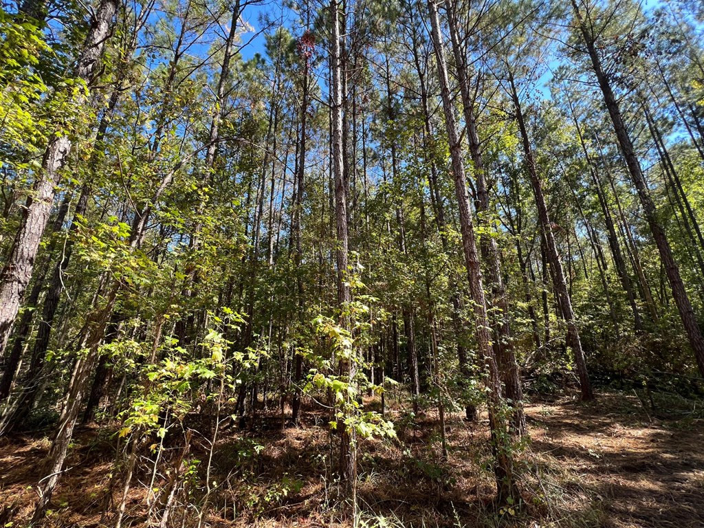 1 Hwy 84 Roxie Ms 39661 Roxie, MS 39661 - Photo 6 of 25 Photo 6