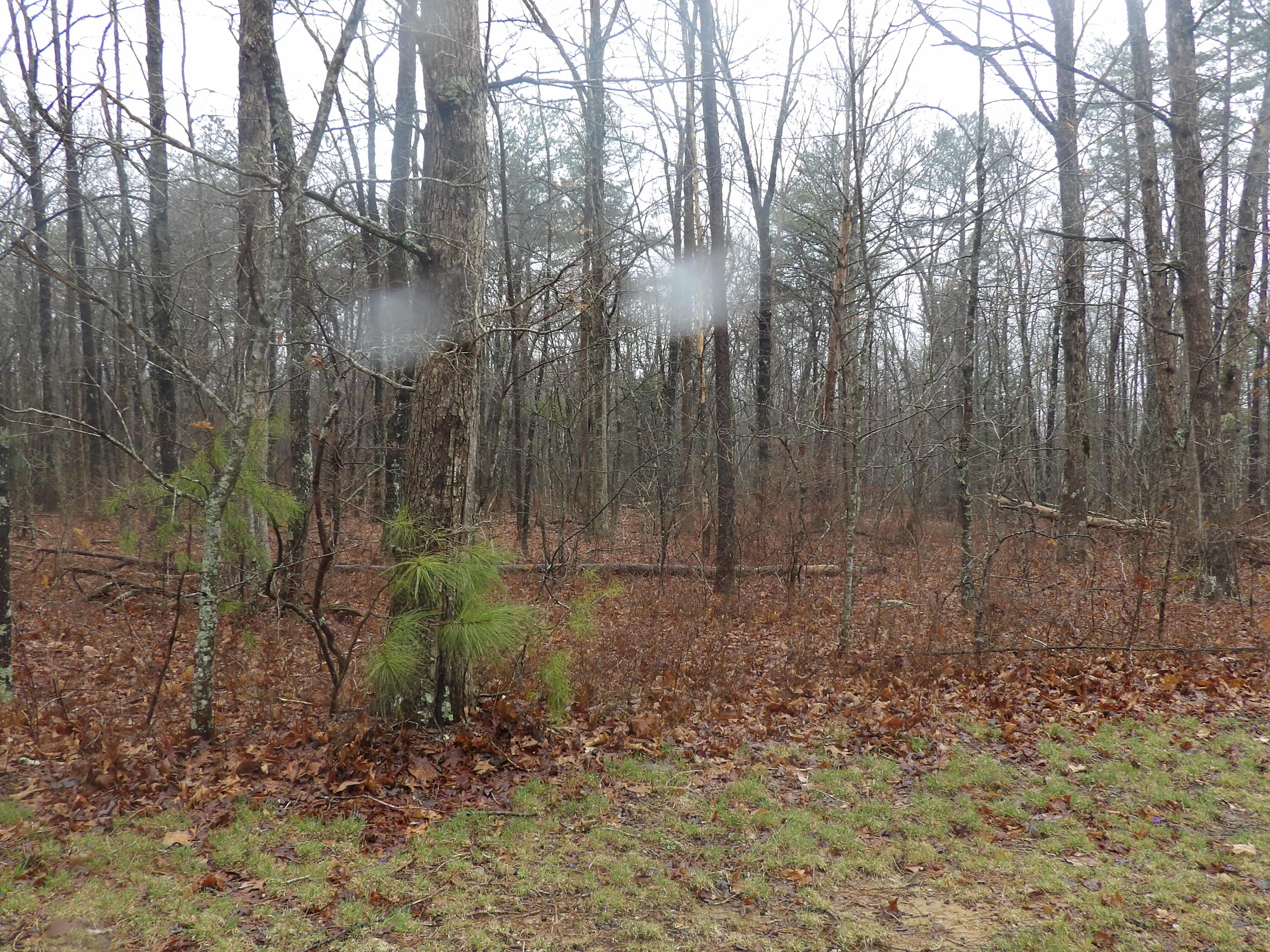 109 West Hames Road Pikeville, TN 37367 - Photo 53 of 59 100_4167