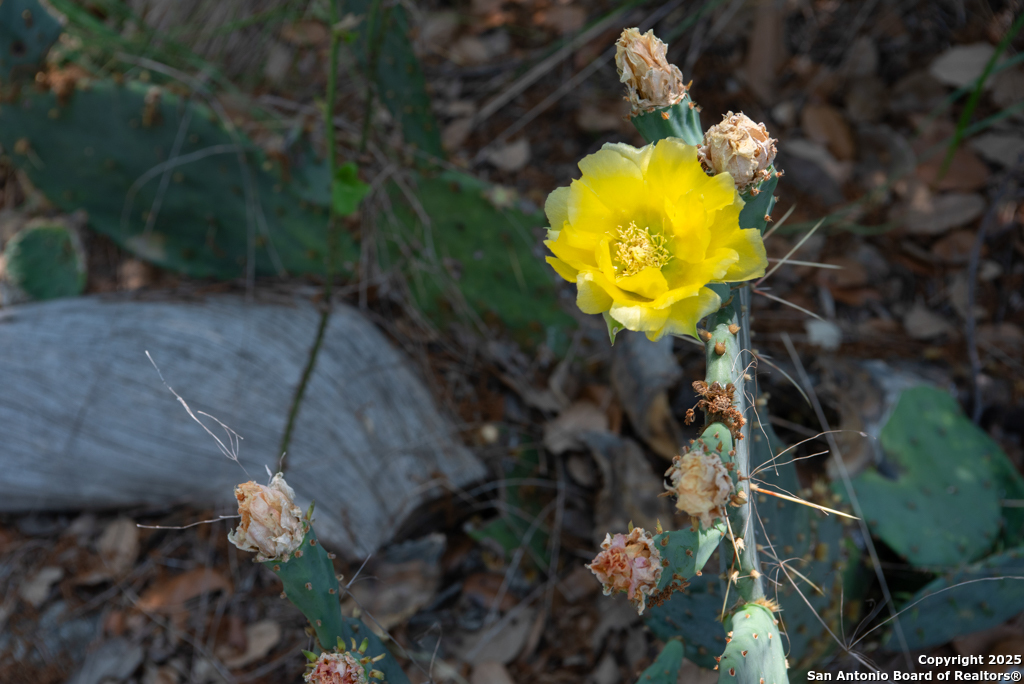 306 Fieldstone Johnson City, TX 78636 - Photo 18 of 31 a view of a painting on a tree with a yard
