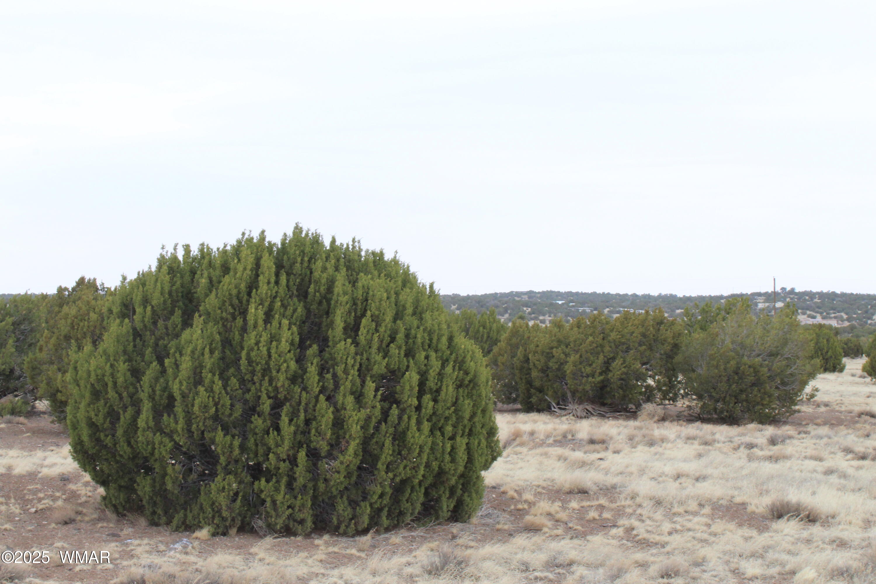 21 County Road Concho, AZ 85924 - Photo 10 of 22 a view of a dry yard with trees