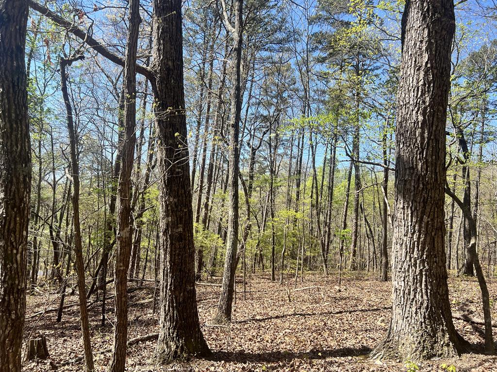 Lot 93 Doll Mountain Road Ellijay, GA 30540 - Photo 3 of 8