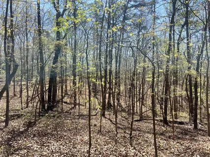 $45,000 | Lot 93 Doll Mountain Road, Ellijay, GA 30540