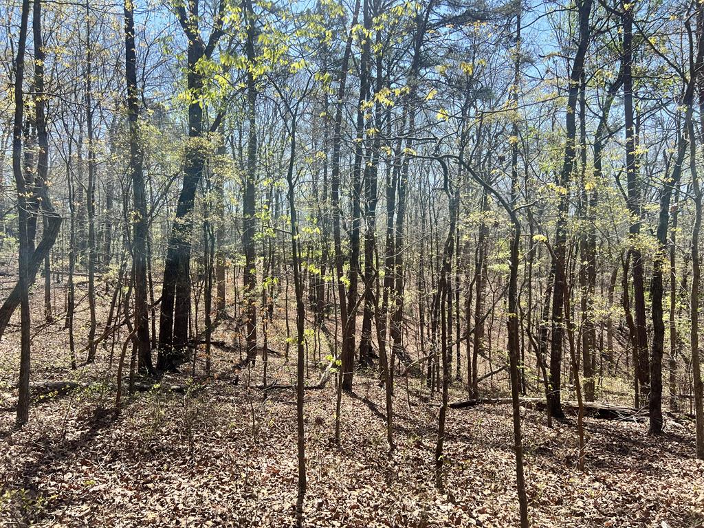 Lot 93 Doll Mountain Road Ellijay, GA 30540 - Photo 4 of 8