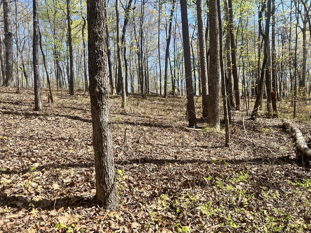 Lot 93 Doll Mountain Road Ellijay, GA 30540 - Photo 5 of 8