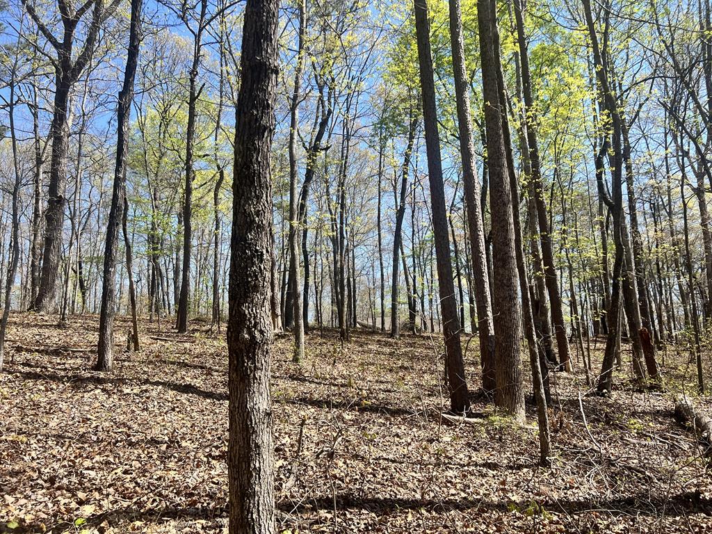 Lot 93 Doll Mountain Road Ellijay, GA 30540 - Photo 6 of 8