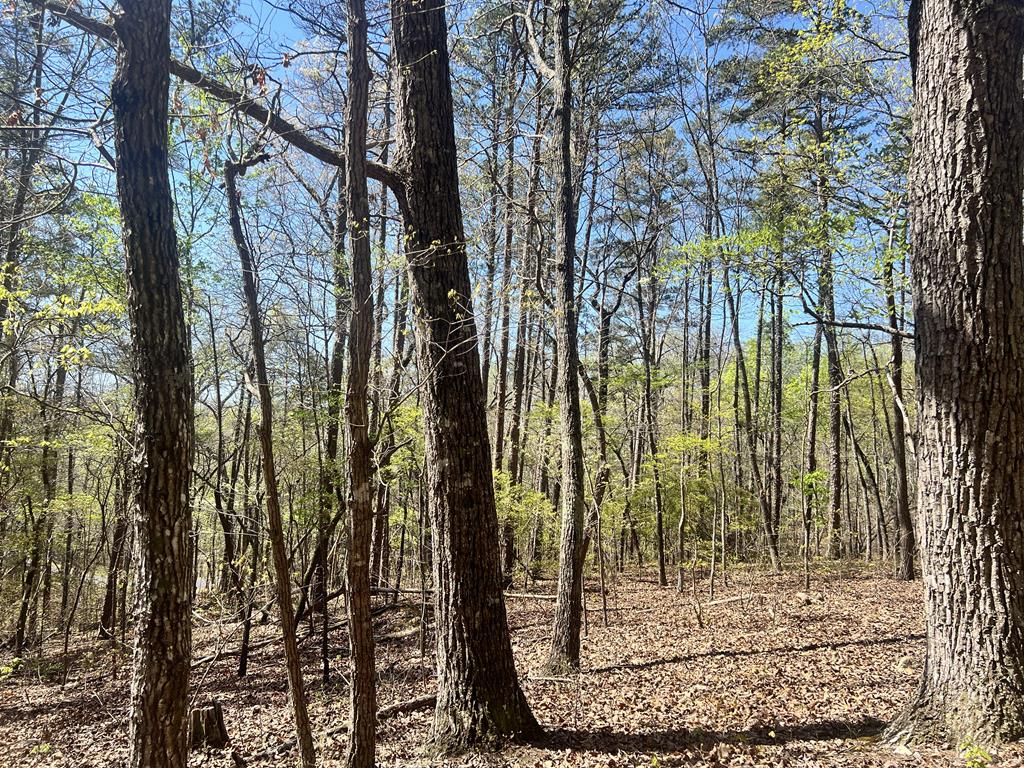 Lot 93 Doll Mountain Road Ellijay, GA 30540 - Photo 7 of 8