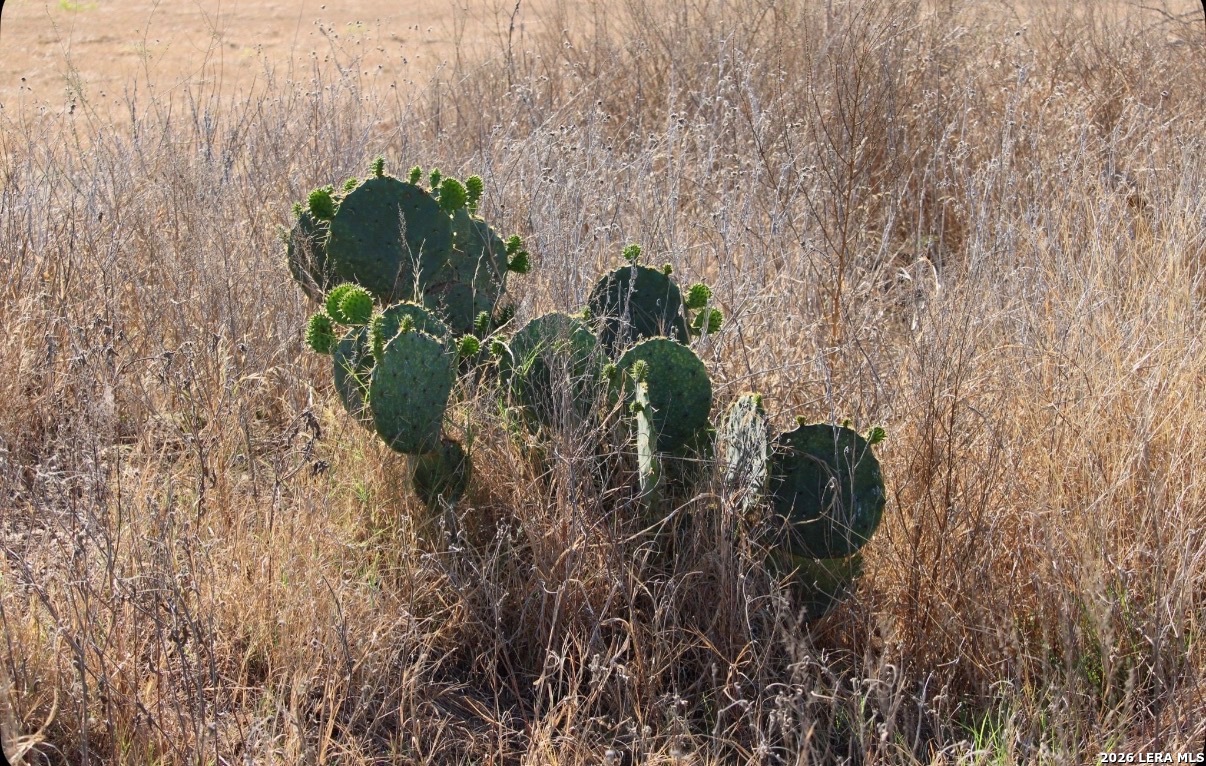 435 County Road 7715 Devine, TX 78016 - Photo 3 of 15 a close up of a plant in a garden