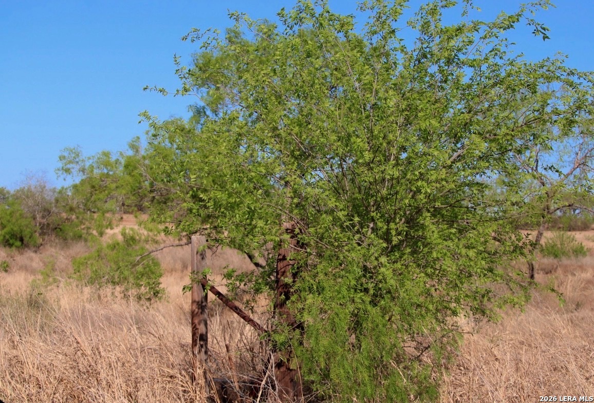 435 County Road 7715 Devine, TX 78016 - Photo 7 of 15 a view of a yard with plants and a tree