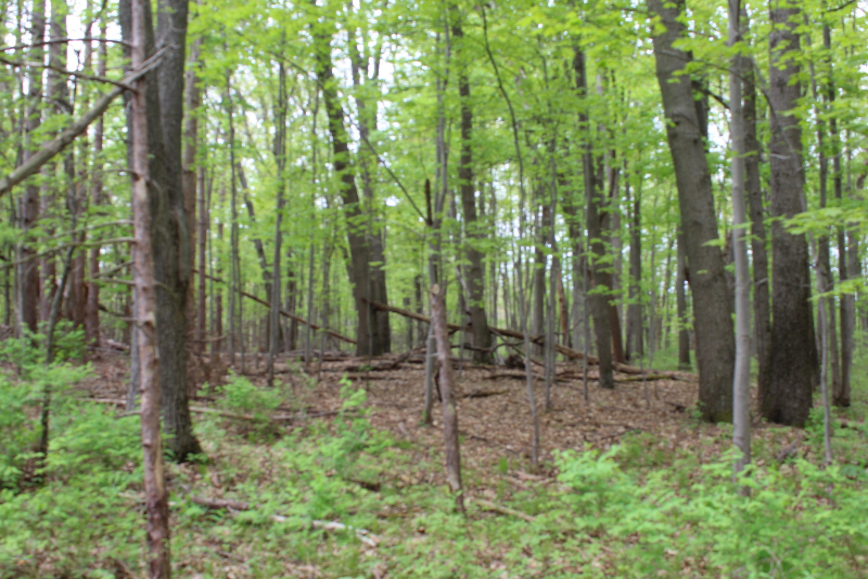 Timber for wood heat