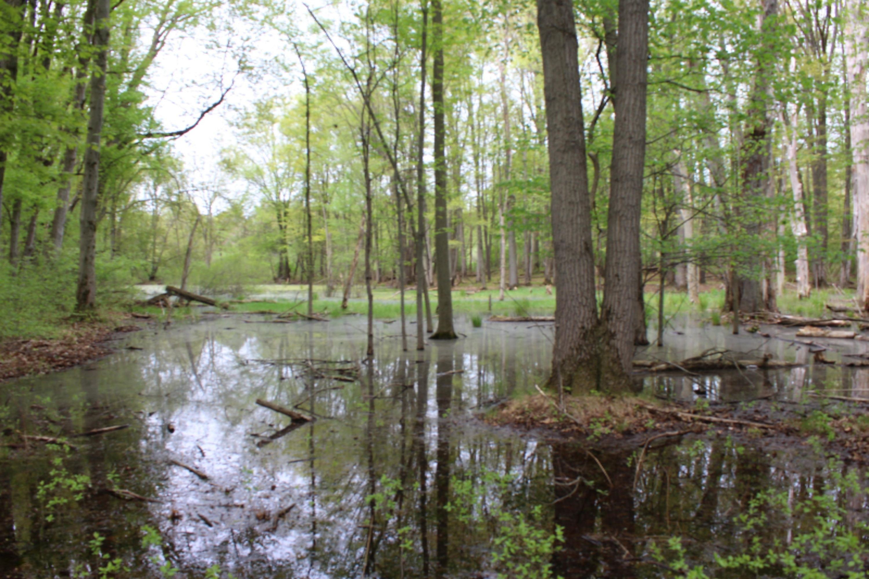 Nice sized pond