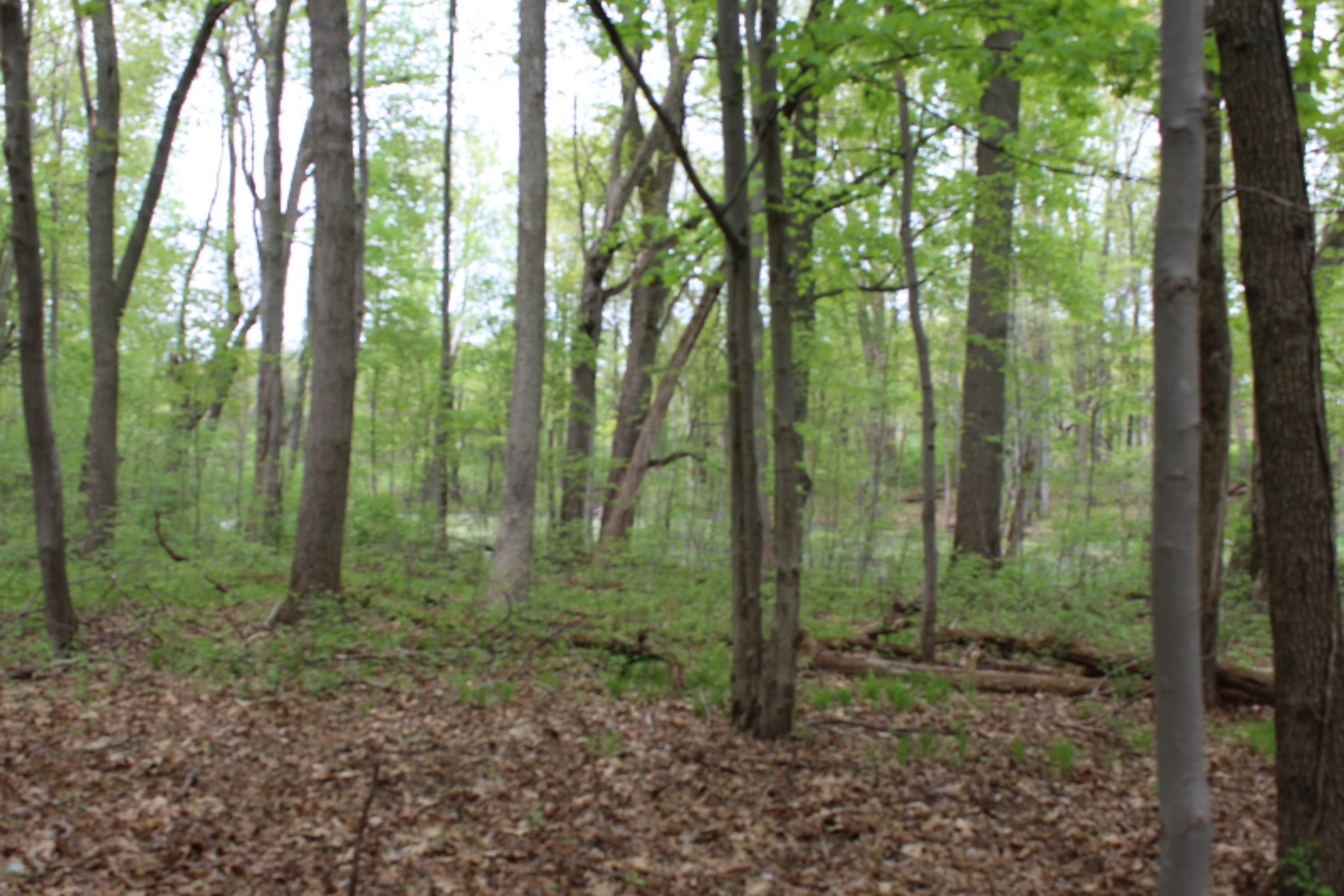 220 North Briggs Road Middleville, MI 49333 - Photo 8 of 11 Some open - some wooded