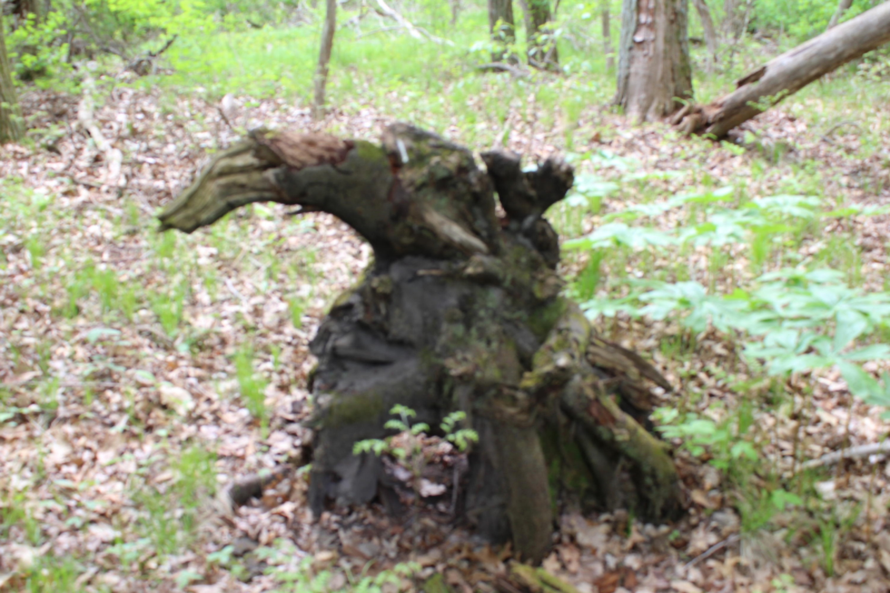 220 North Briggs Road Middleville, MI 49333 - Photo 9 of 11 Gotta luv Mother Nature