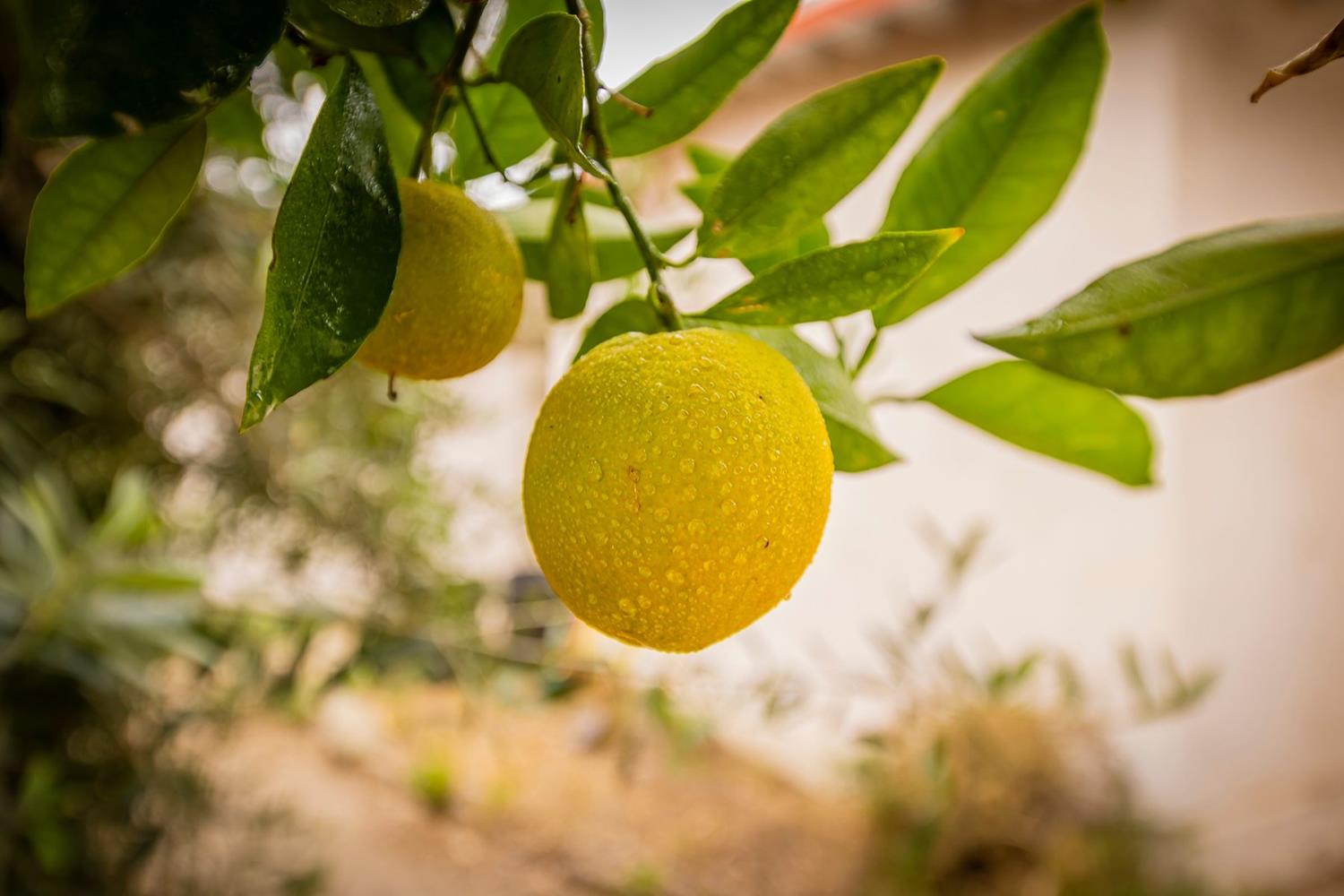 982 Oso Road Ojai, CA 93023 - Photo 20 of 21 a view of a swimming pool