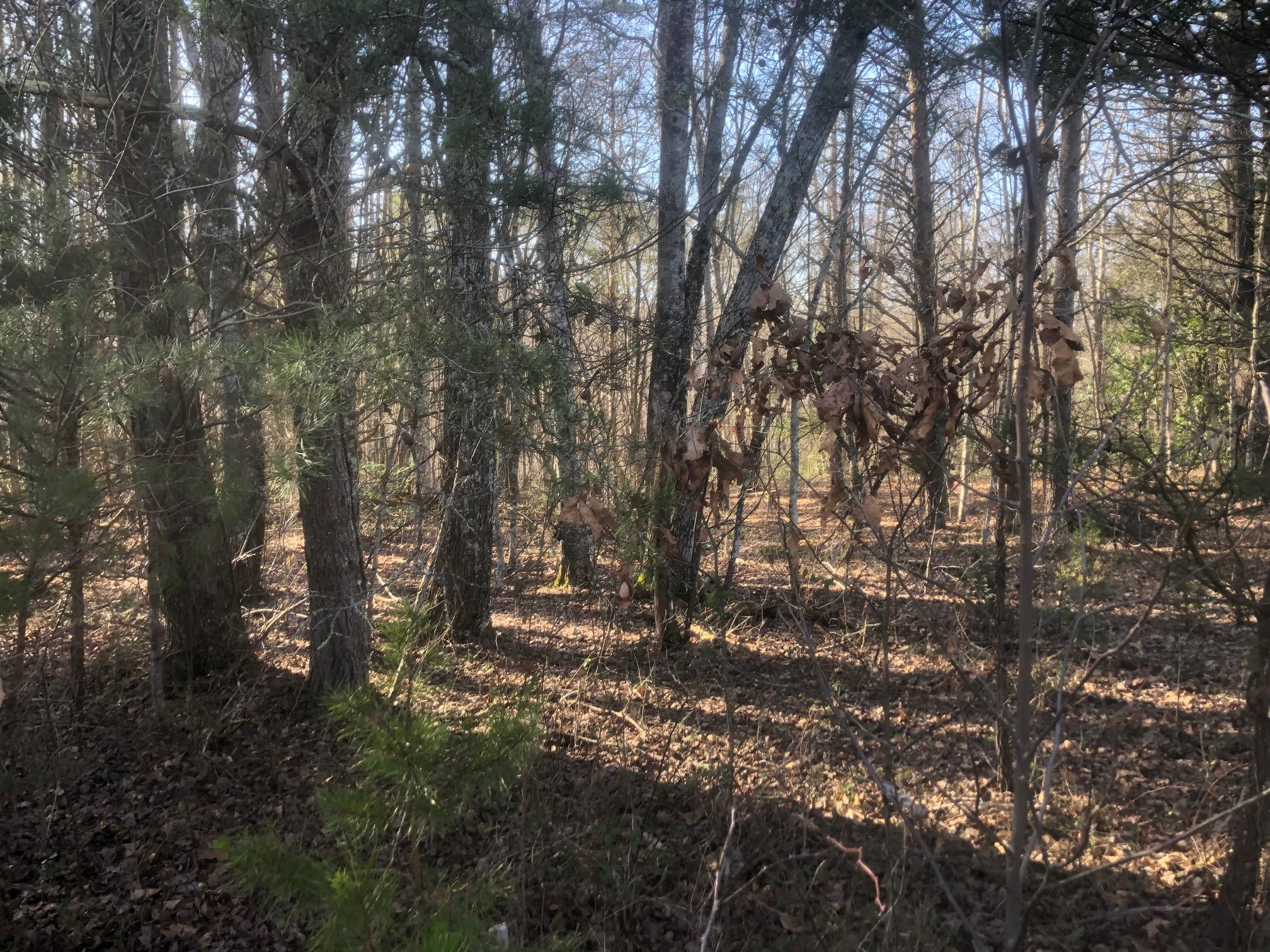 20 McCarver Loop Road Dunlap, TN 37327 - Photo 20 of 29 IMG_5712