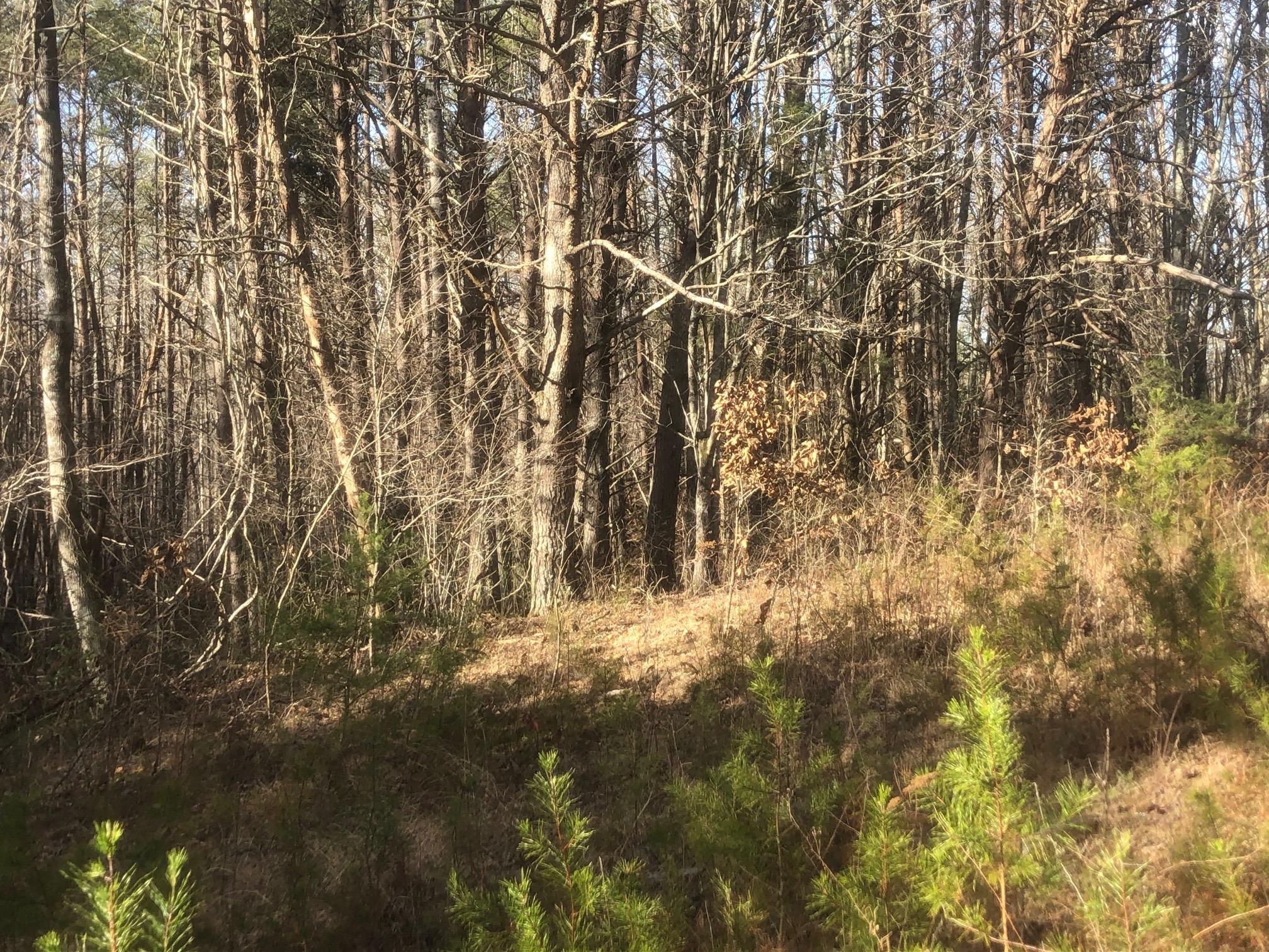 20 McCarver Loop Road Dunlap, TN 37327 - Photo 21 of 29 IMG_5689