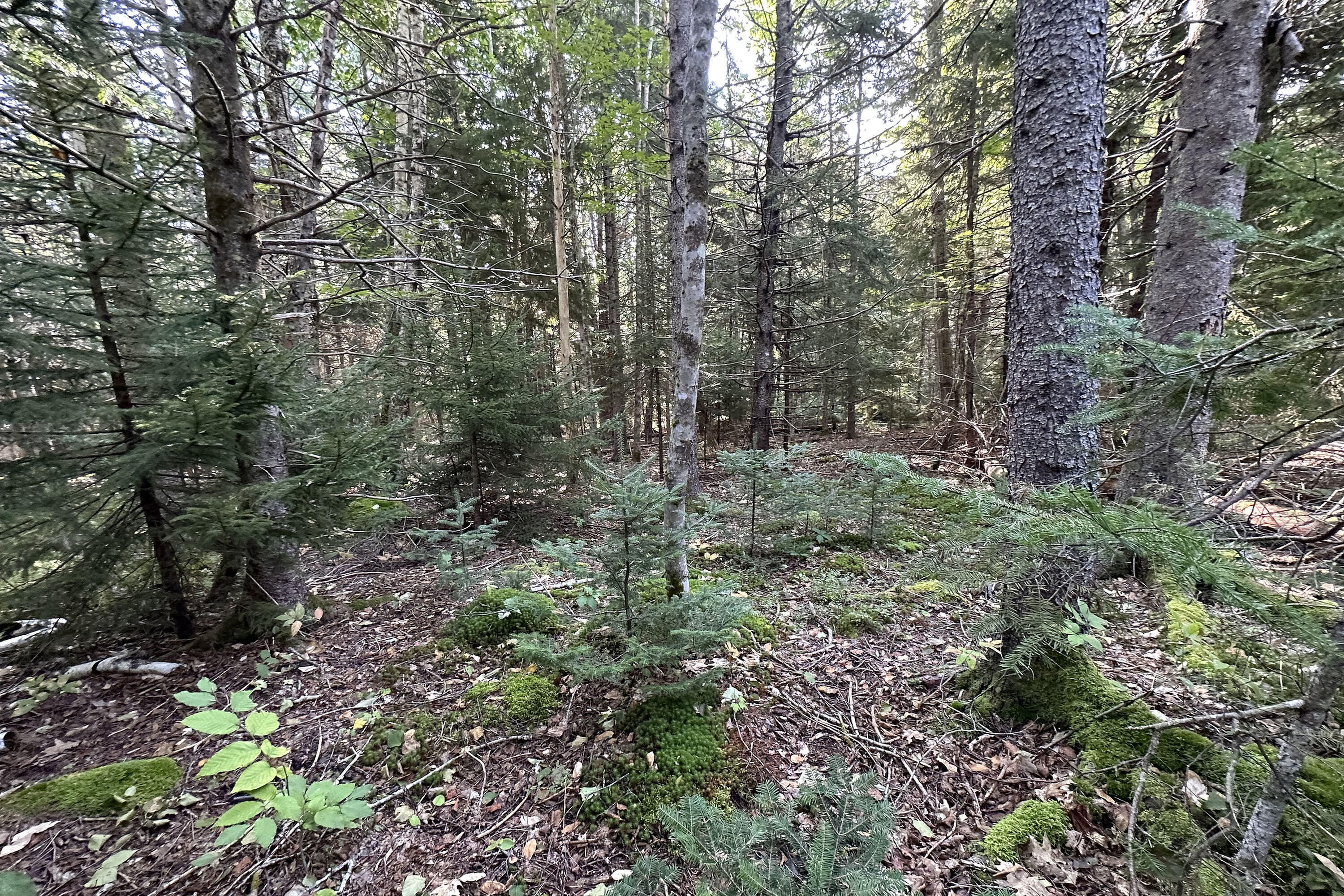 0 Cross Road Sedgwick, ME 04676 - Photo 16 of 24