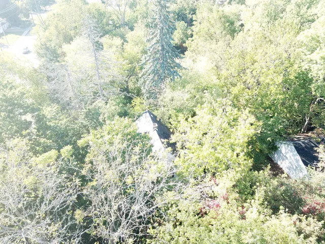 a close up of a tree