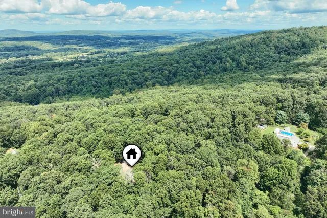 a view of a trees in a yard