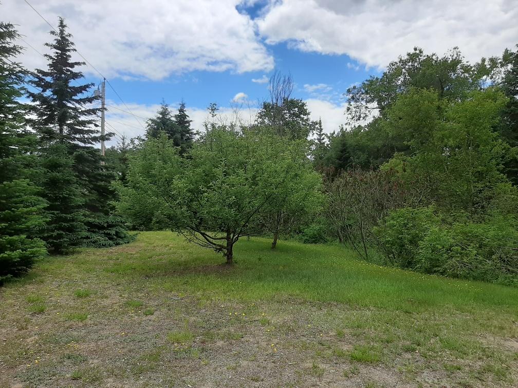 184 Meadow Brook Road New Portland, ME 04961 - Photo 8 of 16 Apple trees