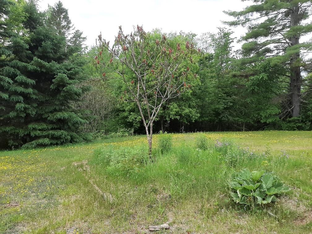 184 Meadow Brook Road New Portland, ME 04961 - Photo 9 of 16 Land view