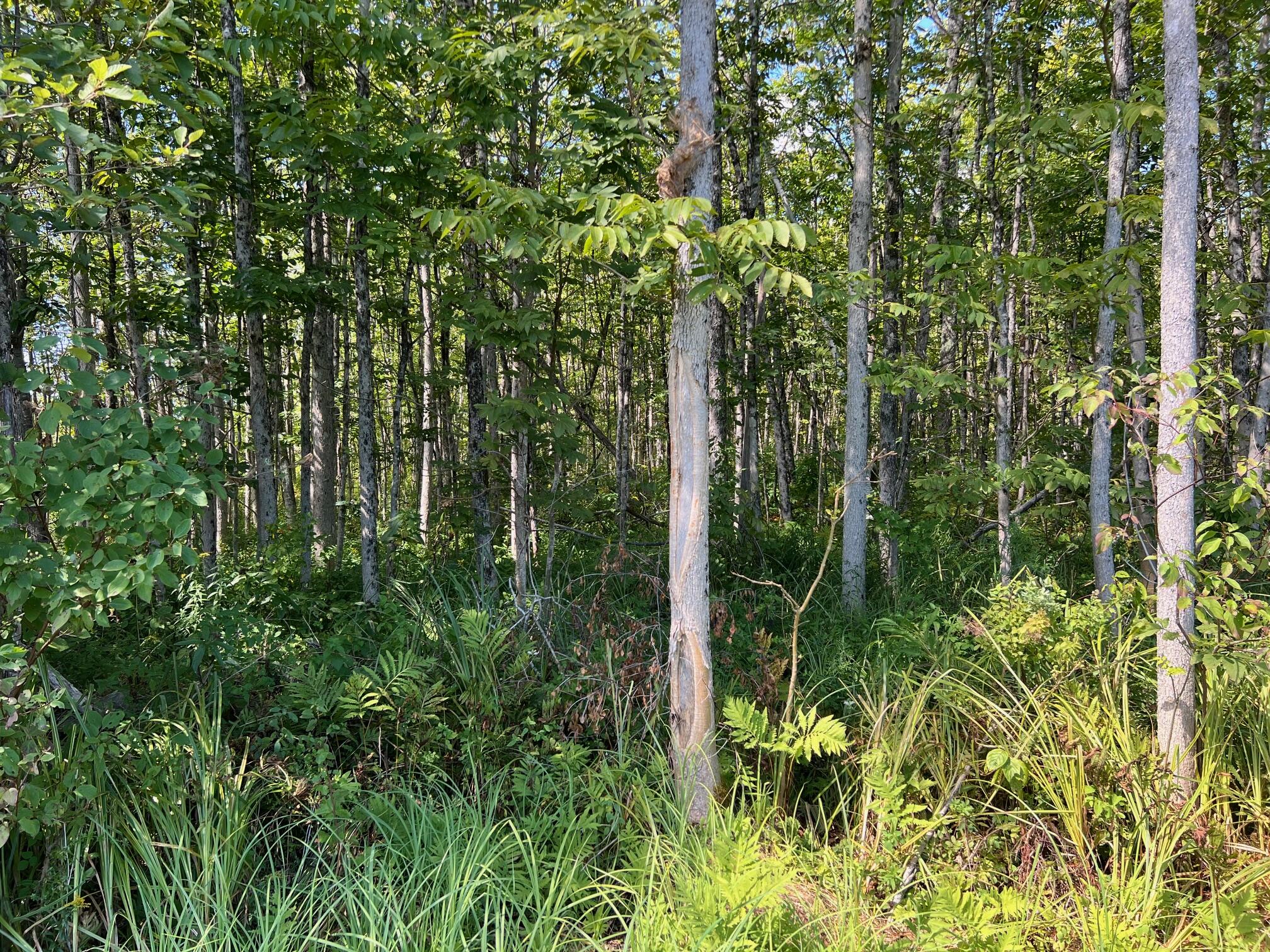 1 Map Road Garland, ME 04939 - Photo 4 of 10 4