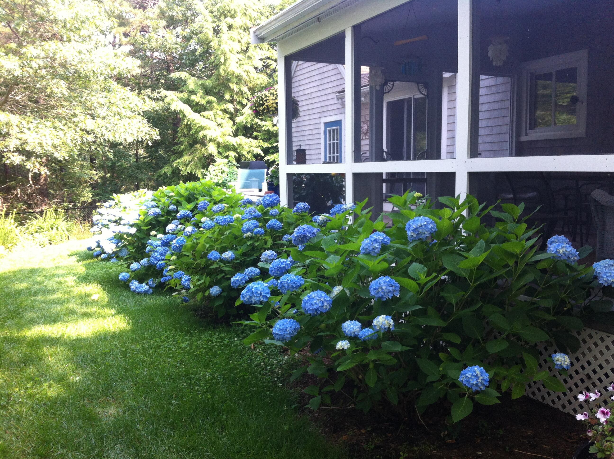 97 Roosevelt Road Cotuit, MA 02635 - Photo 54 of 65 Back yard 1