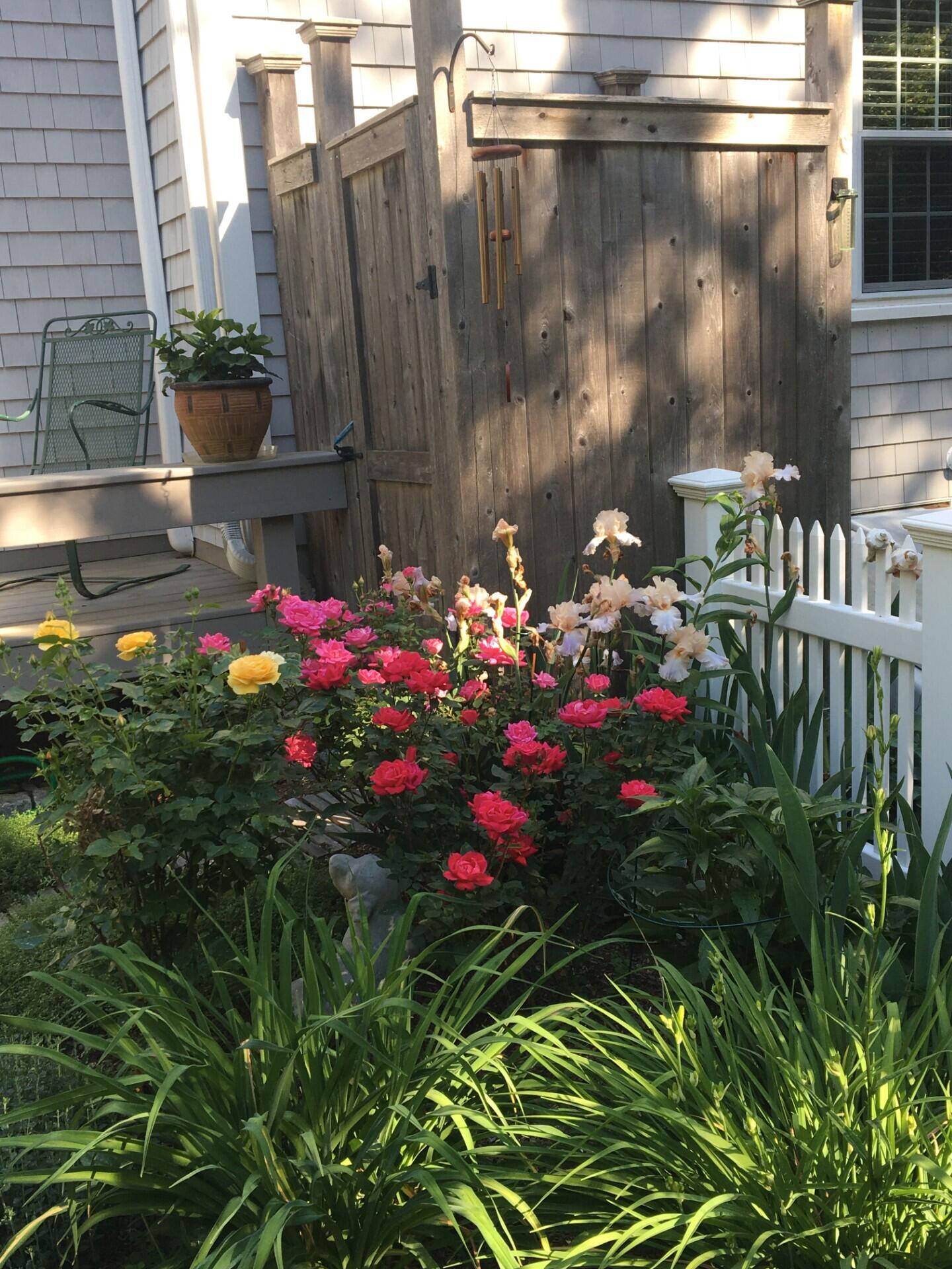 97 Roosevelt Road Cotuit, MA 02635 - Photo 55 of 65 Back yard 2