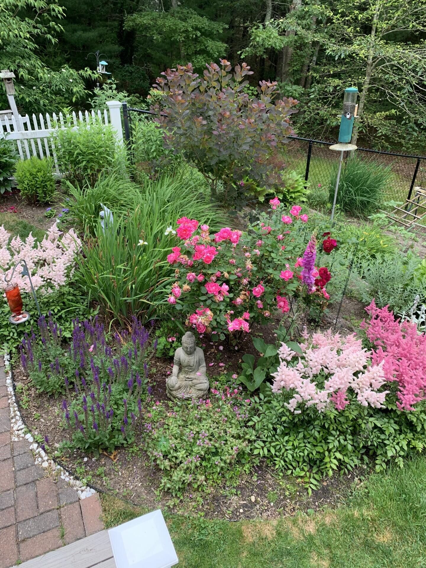 97 Roosevelt Road Cotuit, MA 02635 - Photo 58 of 65 Back yard 7