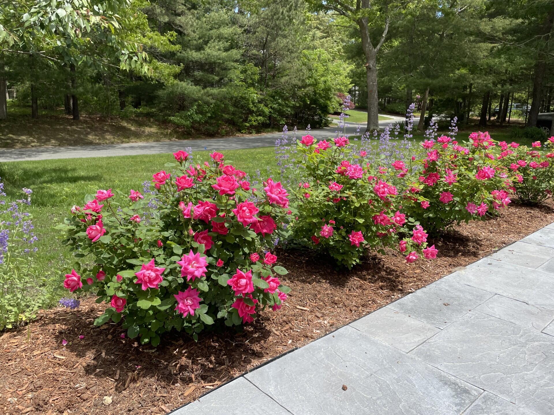 97 Roosevelt Road Cotuit, MA 02635 - Photo 59 of 65 Front walk 4