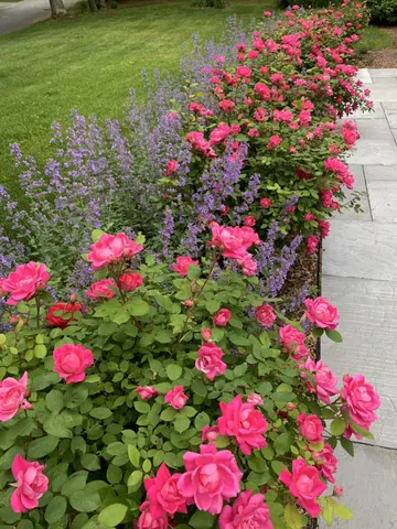 $842,500 | 97 Roosevelt Road, Cotuit, MA 02635